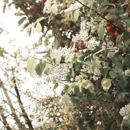 Modern Maisonette With Big Garden In Apartmán Štýrský Hradec